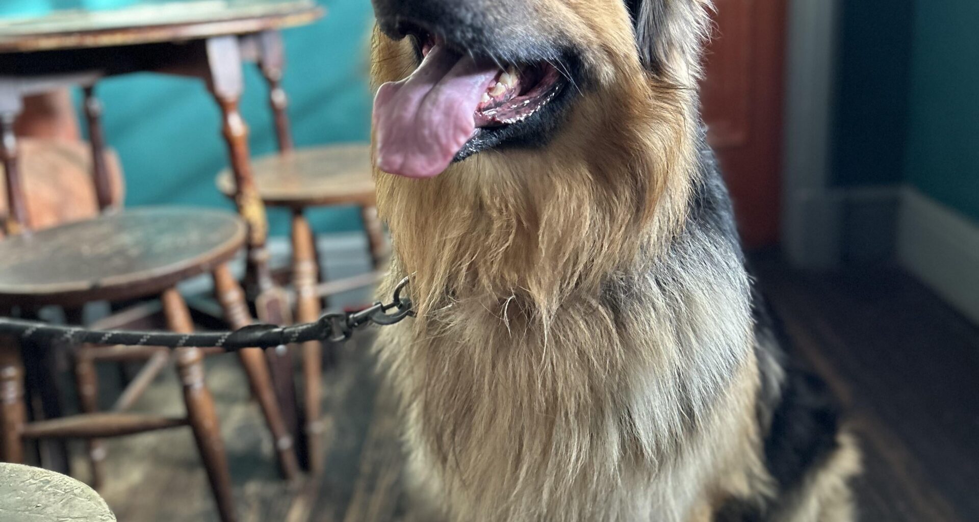 Took almost 5 years to give our lad an attempt at being a pub dog. I think he’s doing an alright job