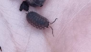 Today I learnt that woodlice and rolypolies are actually two separate creatures and it isn't just people calling them different things in different places