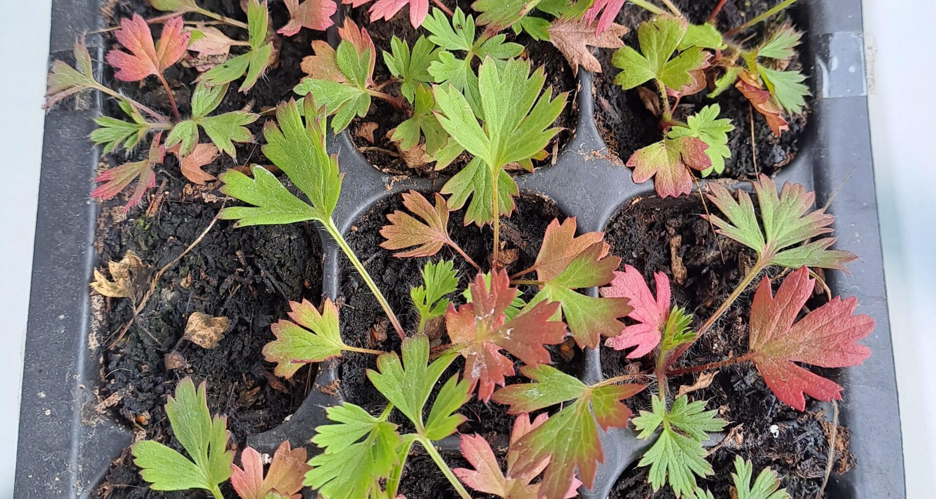 Wie überwintern? Küchenschelle Jungpflanzen jetzt noch auspflanzen oder erst im Frühjahr?