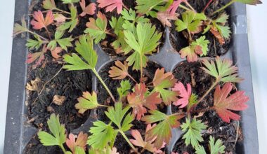 Wie überwintern? Küchenschelle Jungpflanzen jetzt noch auspflanzen oder erst im Frühjahr?