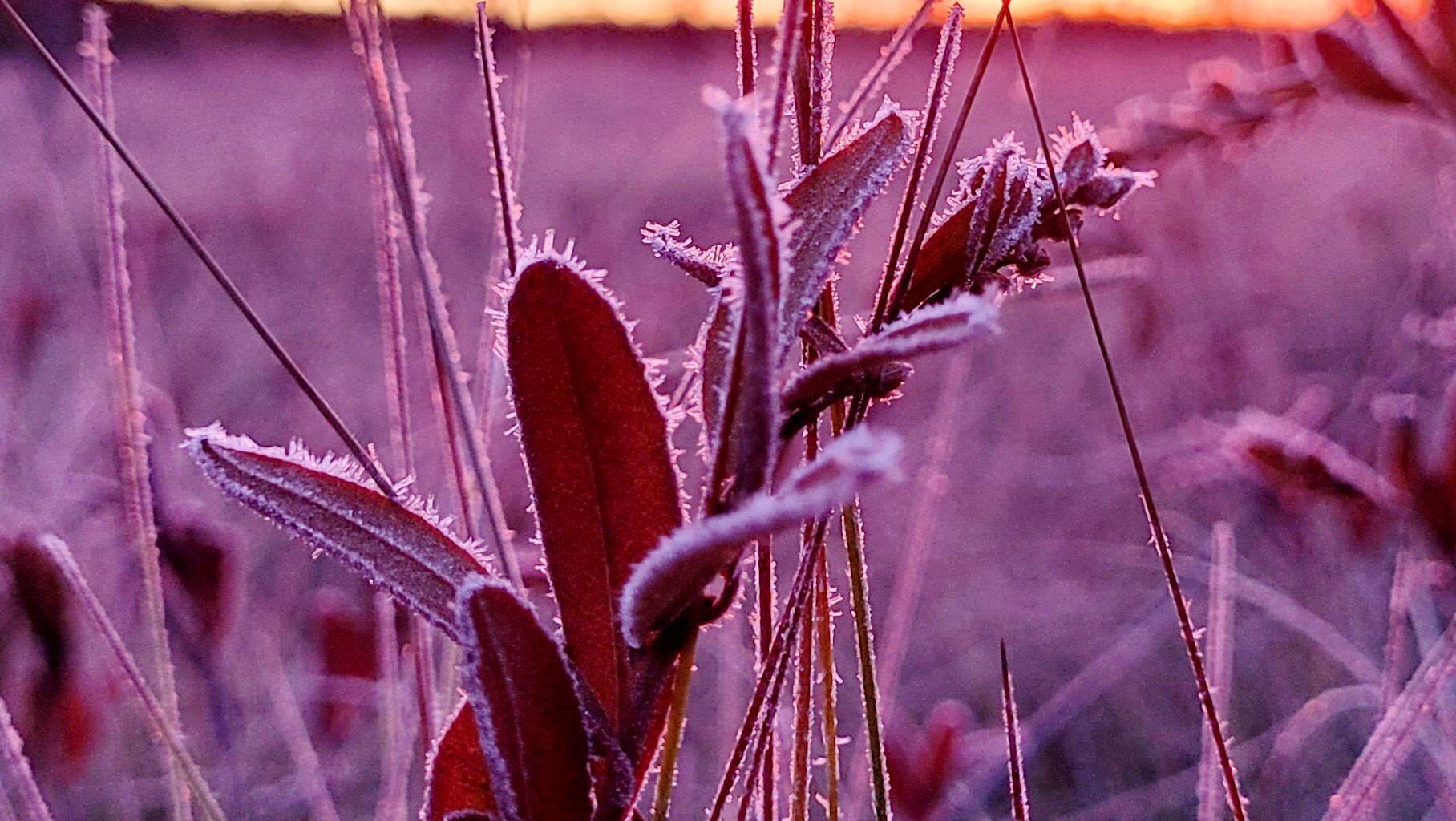 First frost in the swamp, in eastern Finland