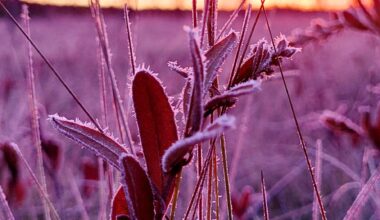 First frost in the swamp, in eastern Finland