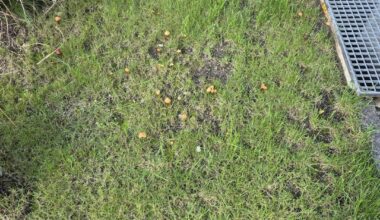 Welcher Pilz wächst auf der Wiese in meinem Vorgarten