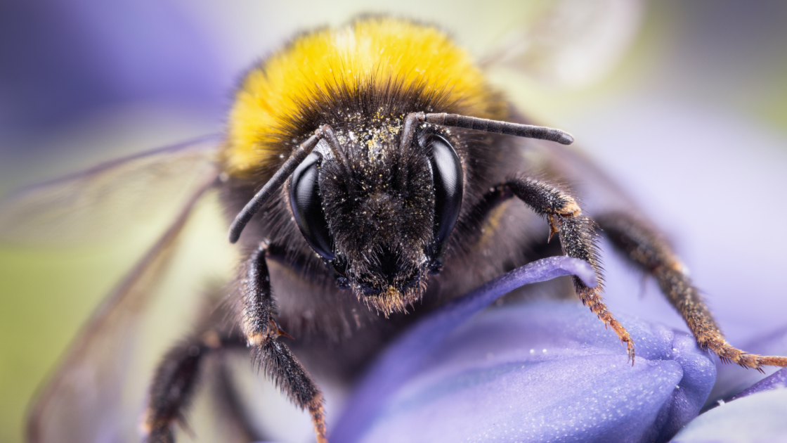 Endangered Bees Halt Meta's Nuclear-Powered AI Data Center Plans