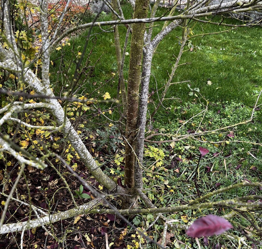 Wächst hier ein anderer Baum aus dem Baum?