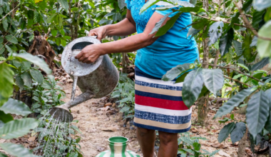 The human face of climate change: addressing the malnutrition crisis - Opportunities for action at COP29 - World