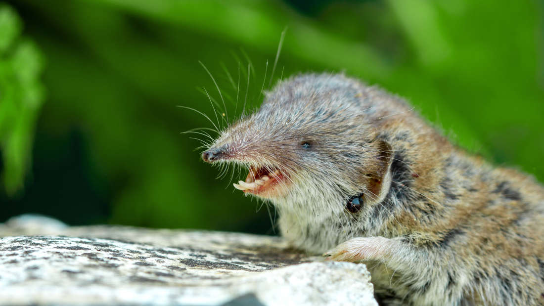 Eine Spitzmaus zeigt ihre scharfen Zähne.