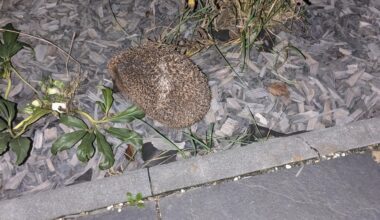 Die Igeldame ist zurück