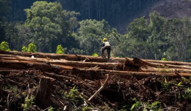 As Wood Energy Rises, Experts Warn Biomass is a False Solution