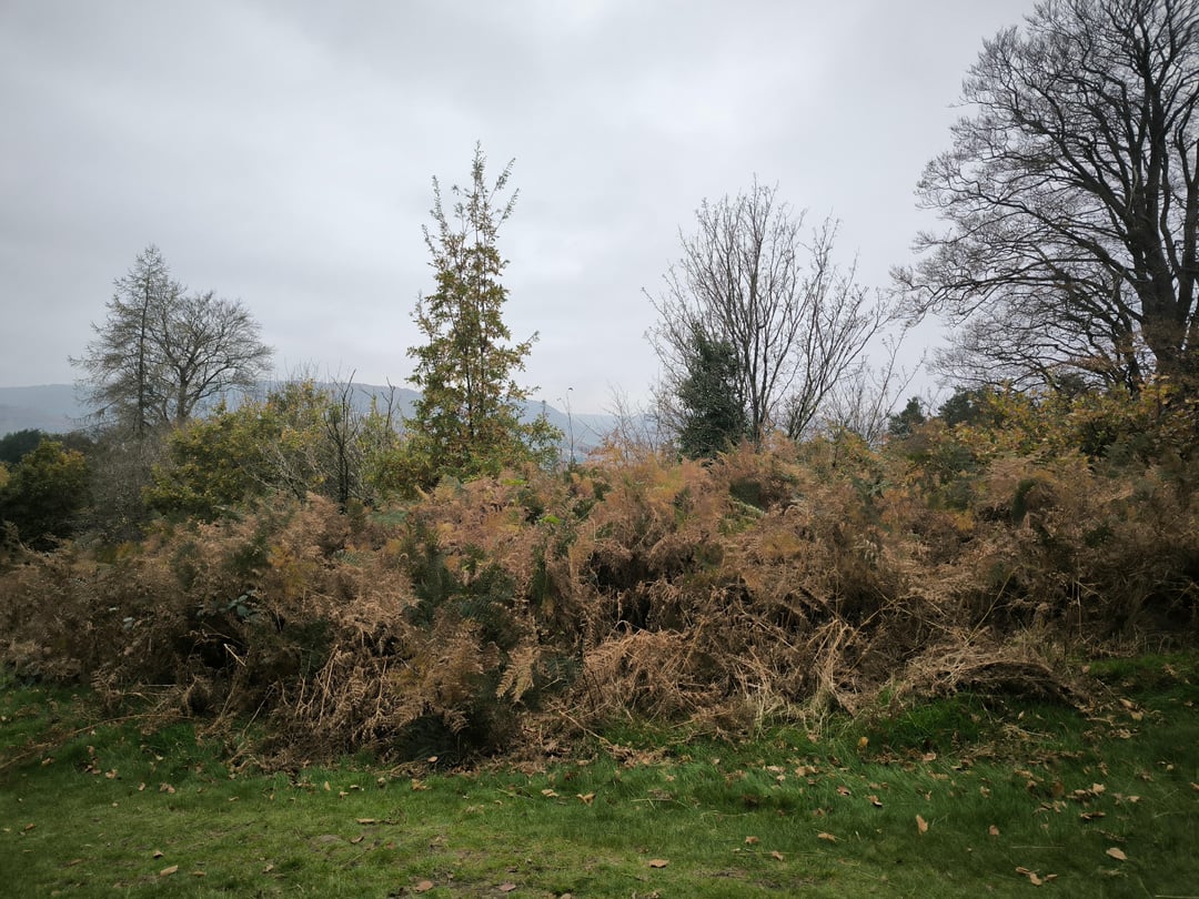 Walk around Pontypool park this morning