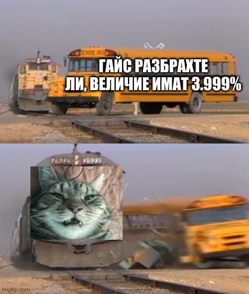 котки 100%