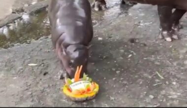 Pygmy Hippo Moo Deng Predicts US Polls Right