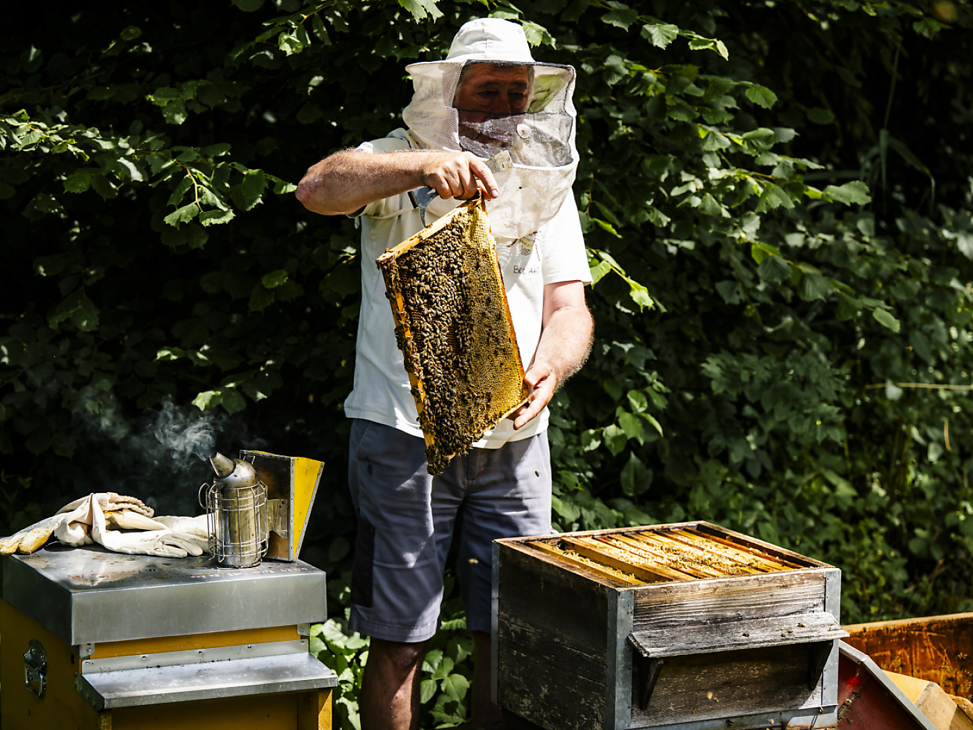 Swiss beekeepers to harvest less honey in 2024