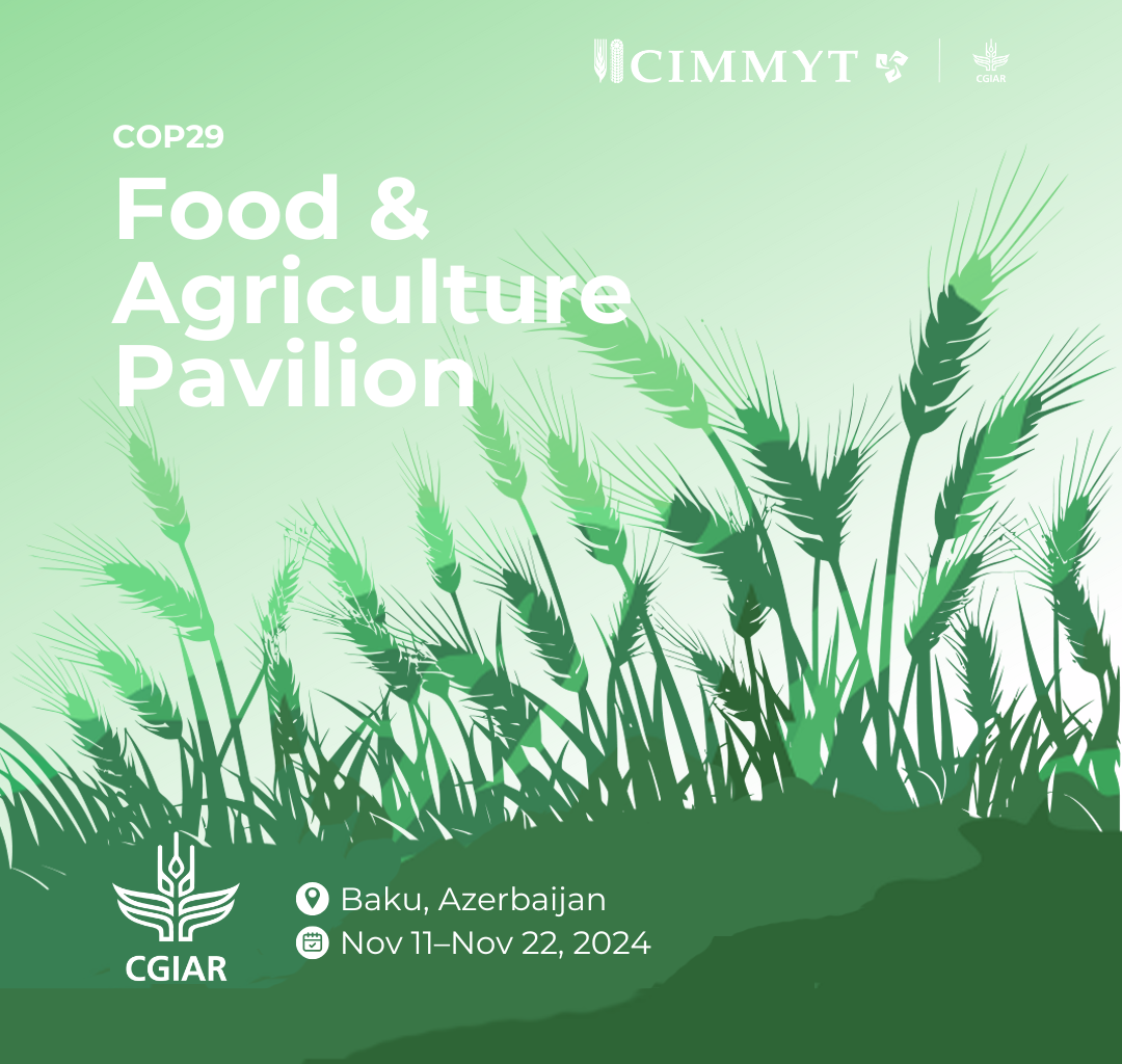 CIMMYT Takes the Stage at COP29 – CIMMYT