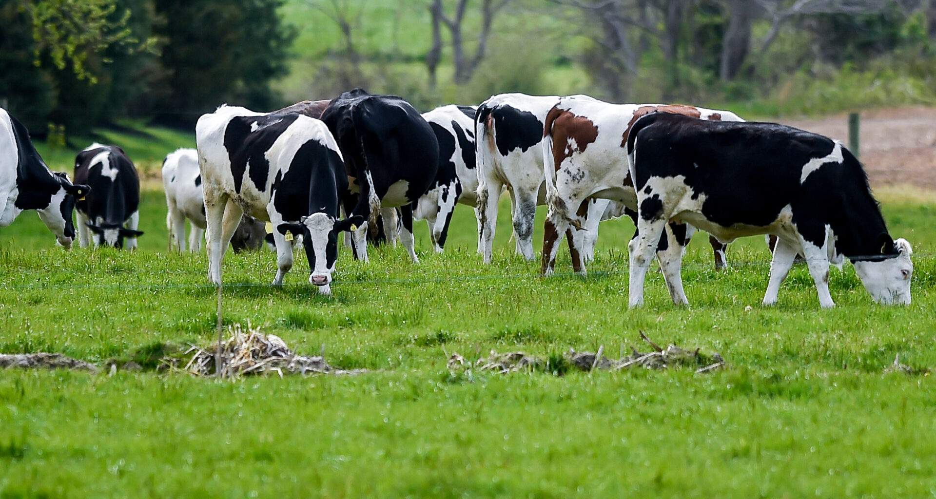 Cows graze on pastureland in Caernarvon Township, Pa. Credit: Ben Hasty/MediaNews Group/Reading Eagle via Getty Images