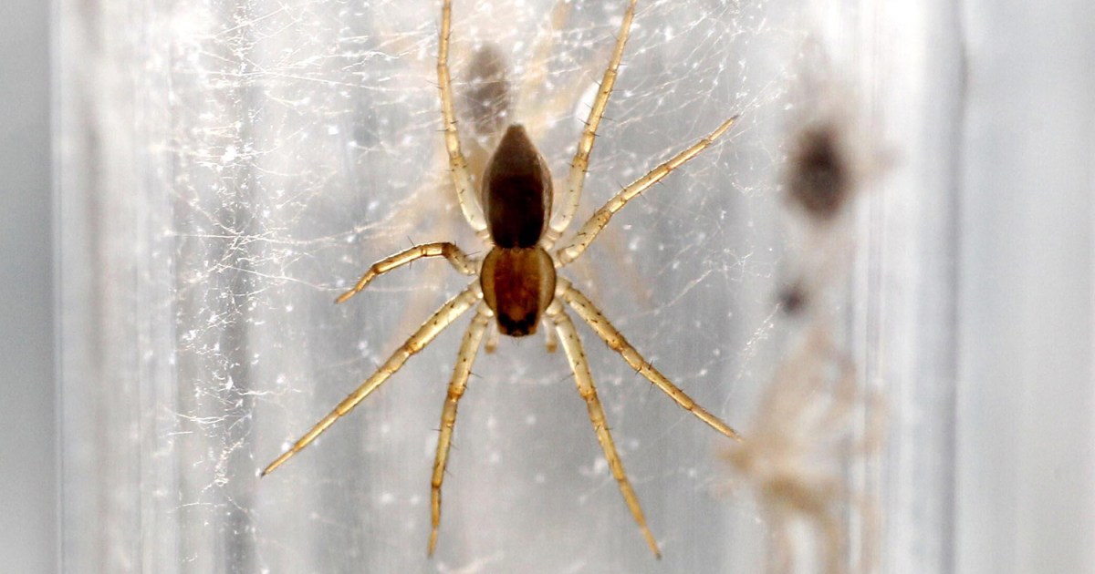 Why are 10,000 giant spiders on the loose in the UK? | Wildlife News