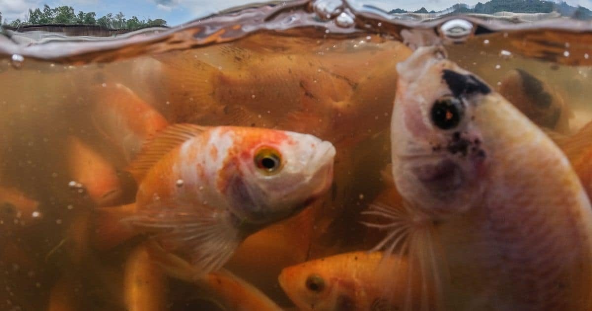 Fish Farms Kill Billions More Wild Fish Than Previous Estimates, Study Finds