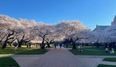 cherry blossom...