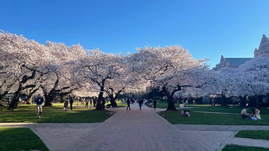 cherry blossom...