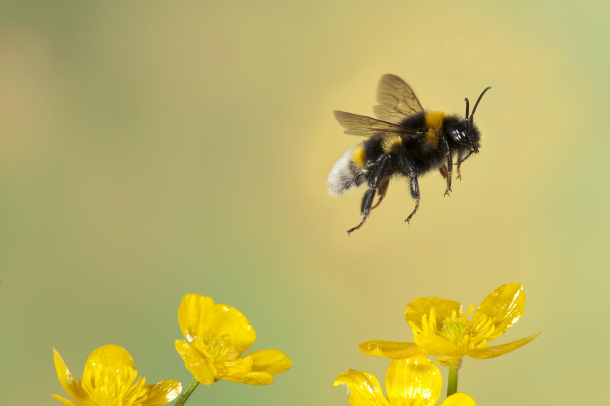 Bees reportedly stopped Meta from building a nuclear-powered AI data center