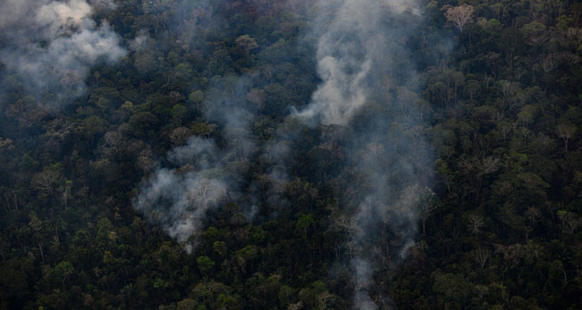 Jaguars found charred in trees as Peru endures a record breaking year for wildfires.