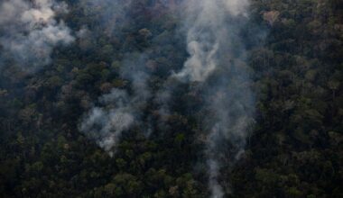 Jaguars found charred in trees as Peru endures a record breaking year for wildfires.