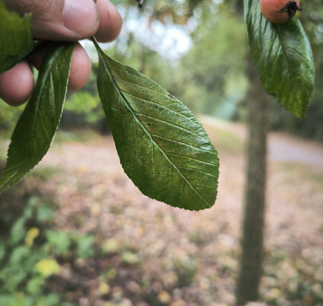 Schöner Baum mit vielen Beeren