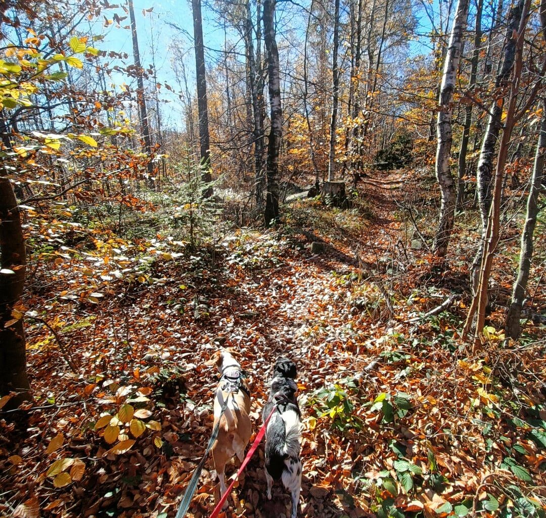 Autumn in Beskidy mountains