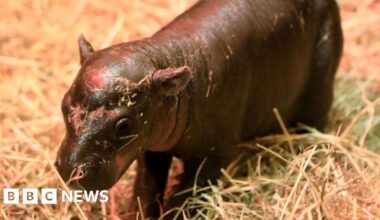 Endangered pygmy hippo calf Haggis born at Edinburgh zoo