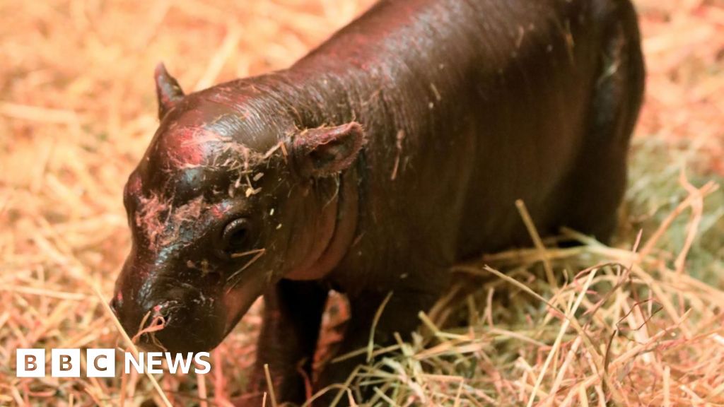 Endangered pygmy hippo calf Haggis born at Edinburgh zoo