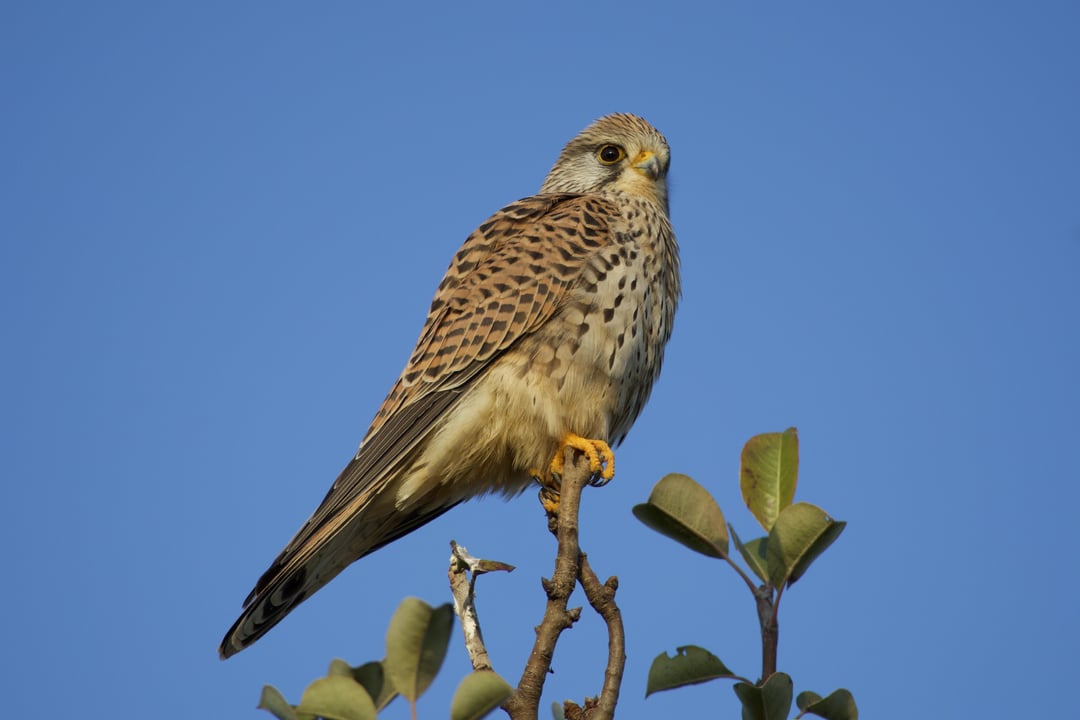 Turmfalke, definitiv mein Liebelingsvogel