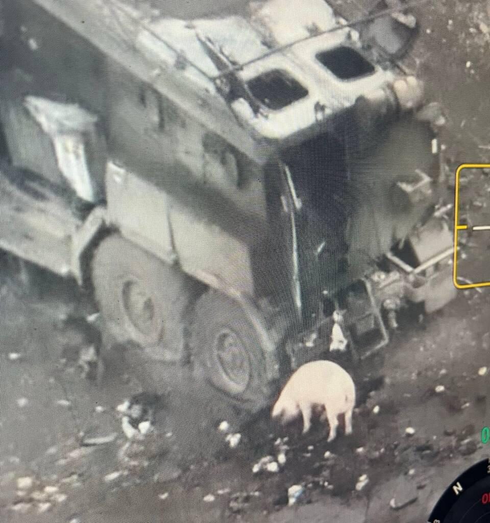 Pig has a lunch near destroyed russian vehicle. Somewhere on the front.