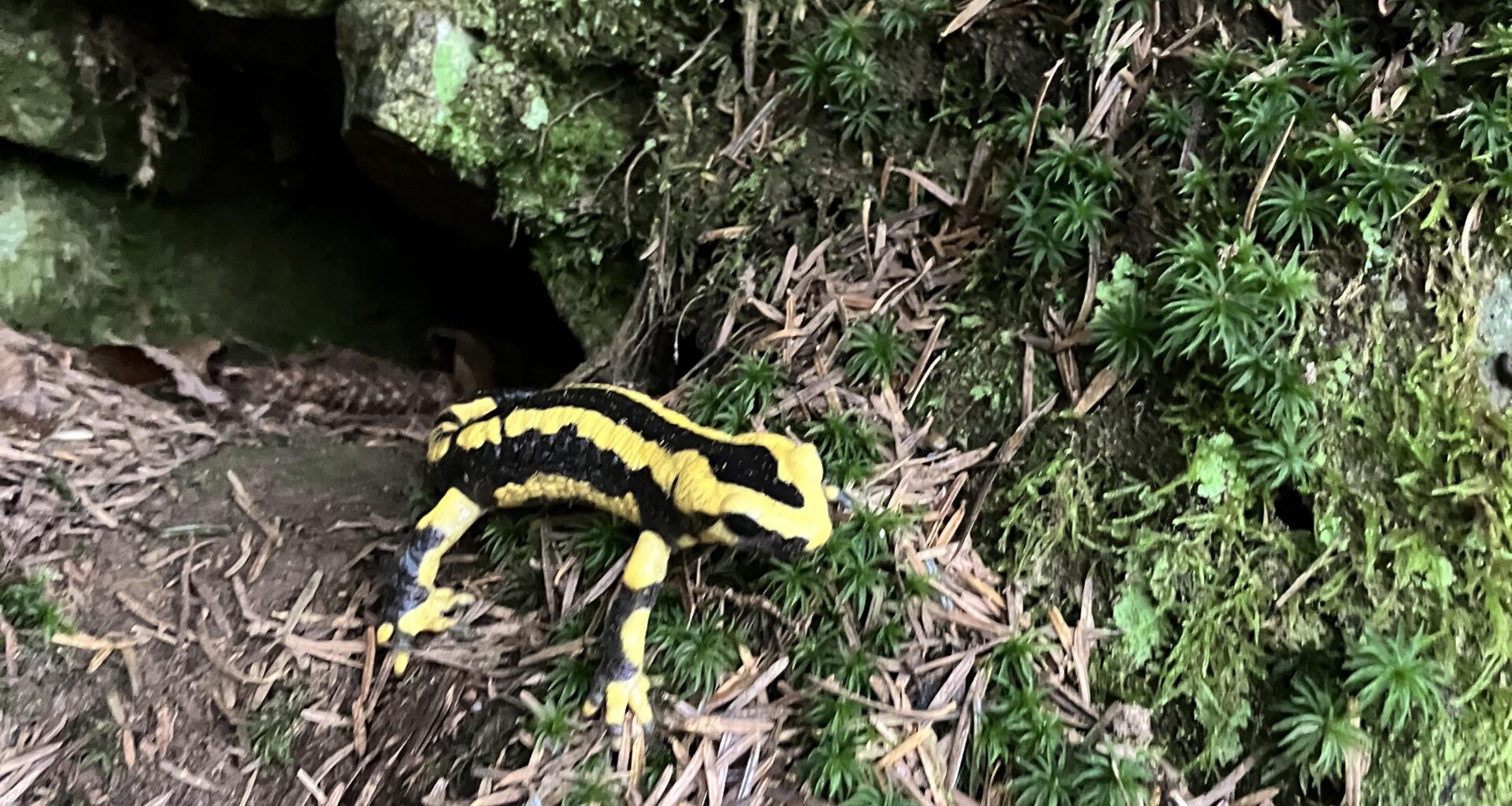 Heute beim Waldspaziergang begegnet