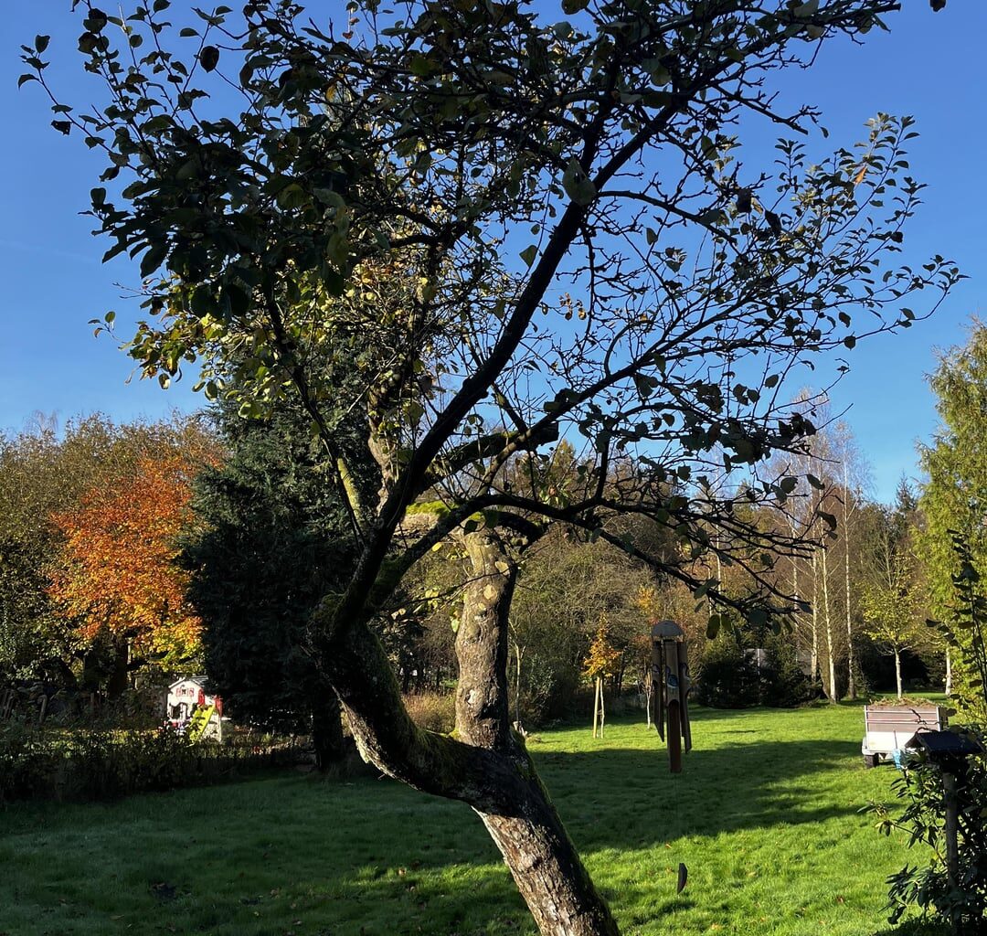 Apfelbaum noch zu retten?