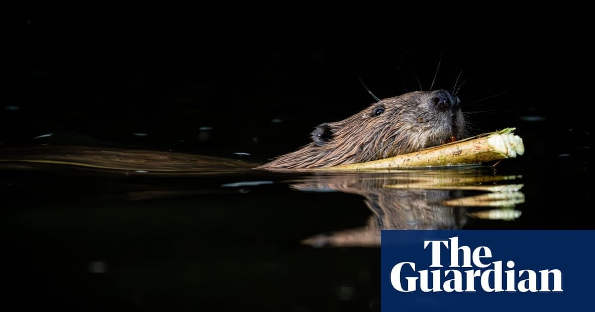 Beavers have made a comeback in Britain, but not everyone is happy