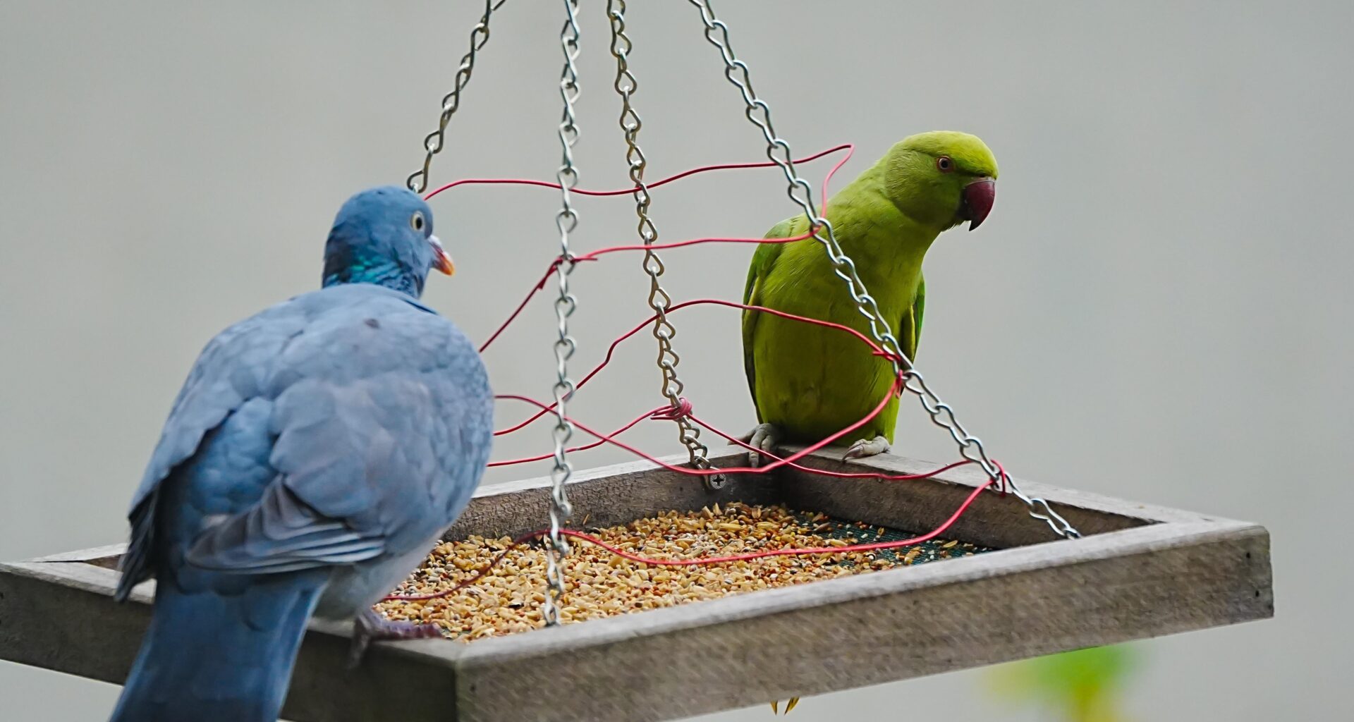 Halsbandsittich zu Gast bei uns auf der Terrasse.