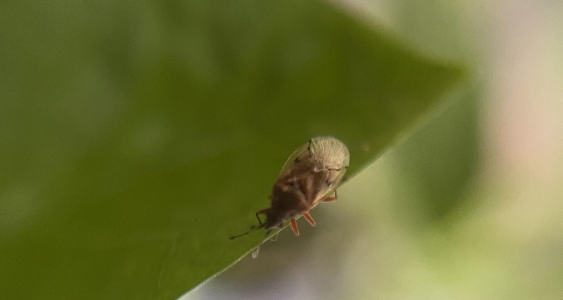 Wer chillt hier auf meiner Paprika?