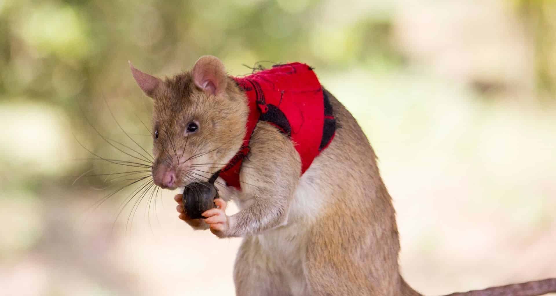 African giant pouched rats are the new secret weapon to disrupt billion-dollar wildlife trafficking networks