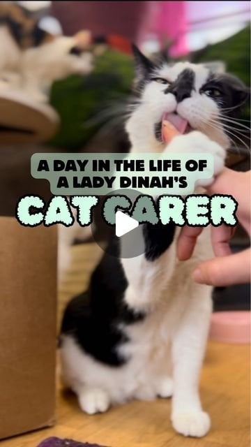 I work as a cat carer in a London cat cafe! Ask me anything!