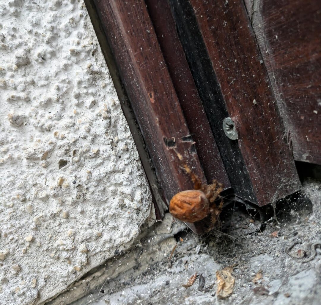 Wisst ihr was das für eine Spinne ist?