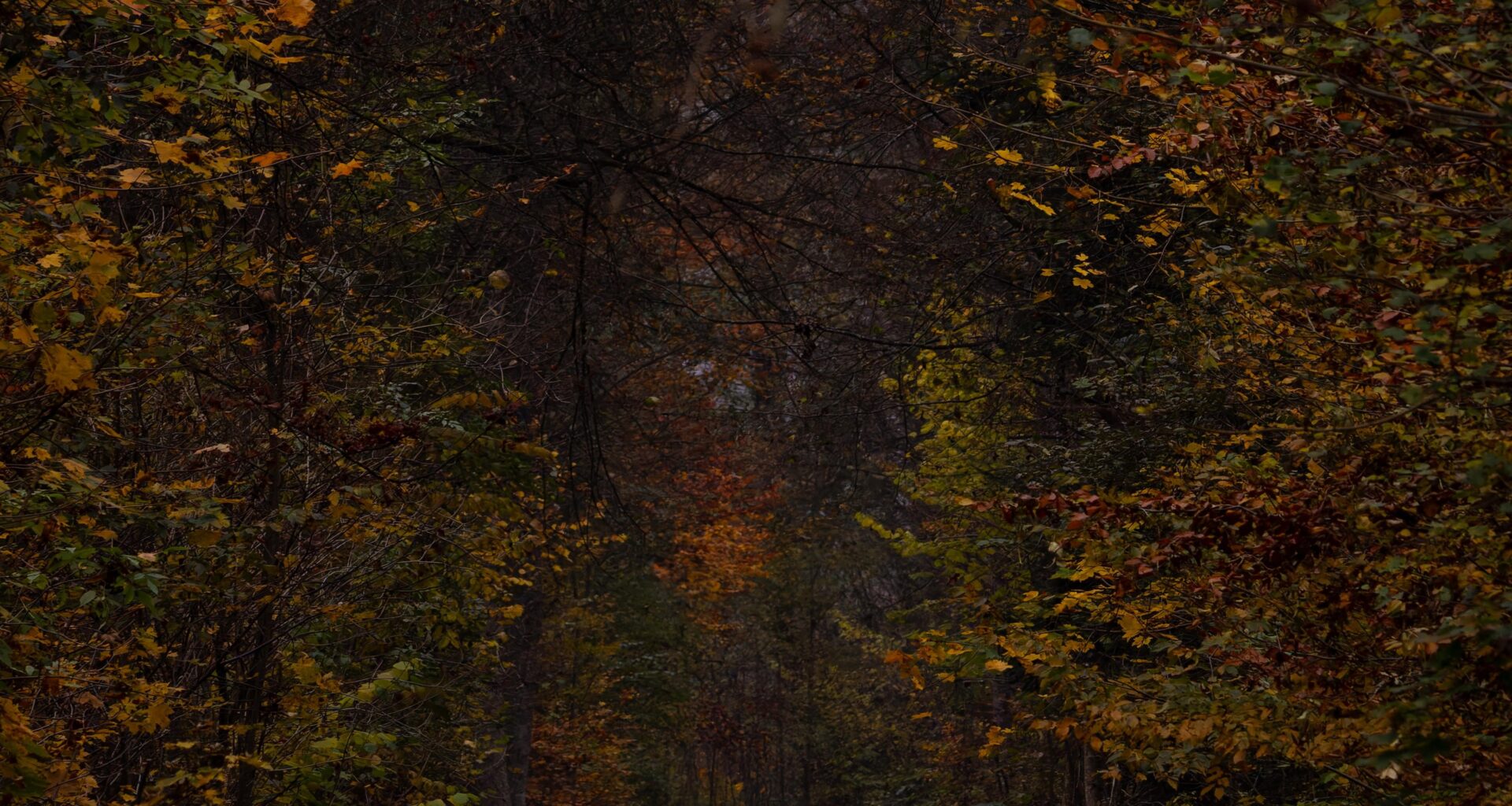 Herbst im Laubwald